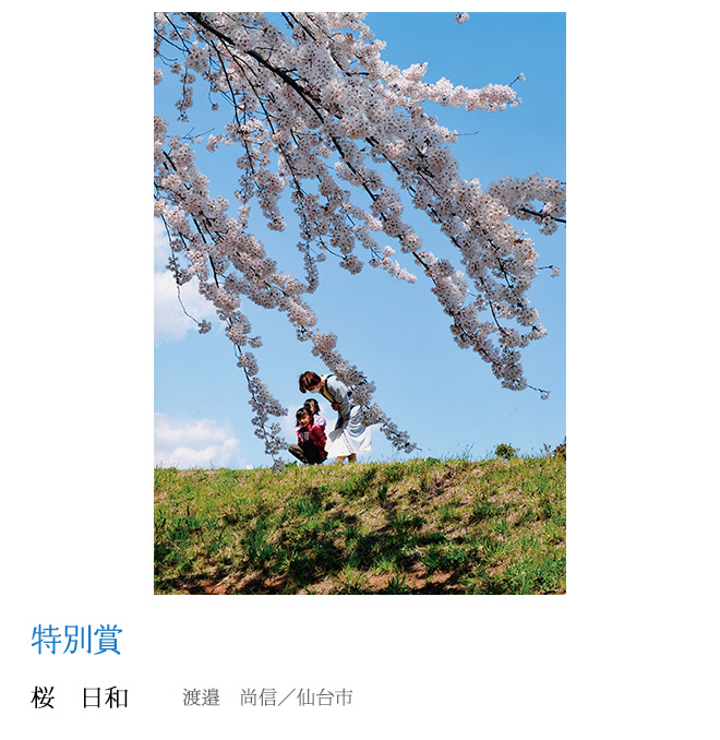 桜　日和 渡邉　尚信／仙台市