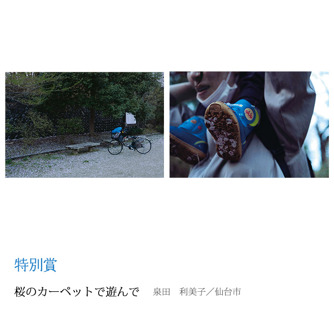 桜のカーペットで遊んで 泉田　利美子／仙台市