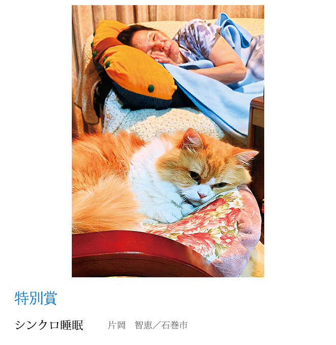 シンクロ睡眠 片岡　智恵／石巻市