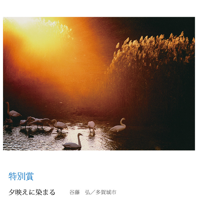 夕映えに染まる 谷藤　弘／多賀城市