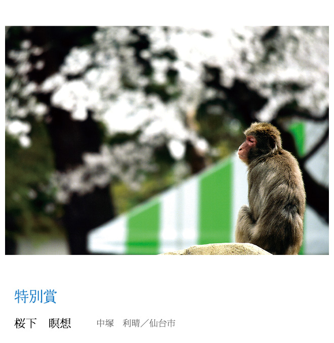 桜下　瞑想 中塚　利晴／仙台市