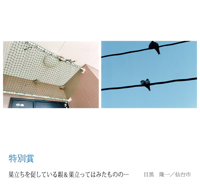 巣立ちを促している親＆巣立ってはみたものの… 目黒　隆一／仙台市